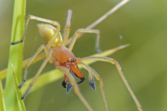 Паук Cheiracanthium punctorium