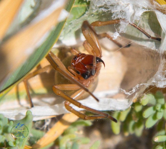 Паук Cheiracanthium punctorium
