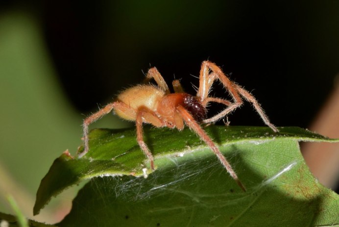 Cheiracanthium punctorium желтосумный колющий паук