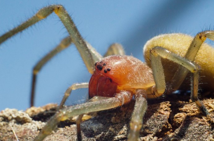 Cheiracanthium punctorium желтосумный колющий паук