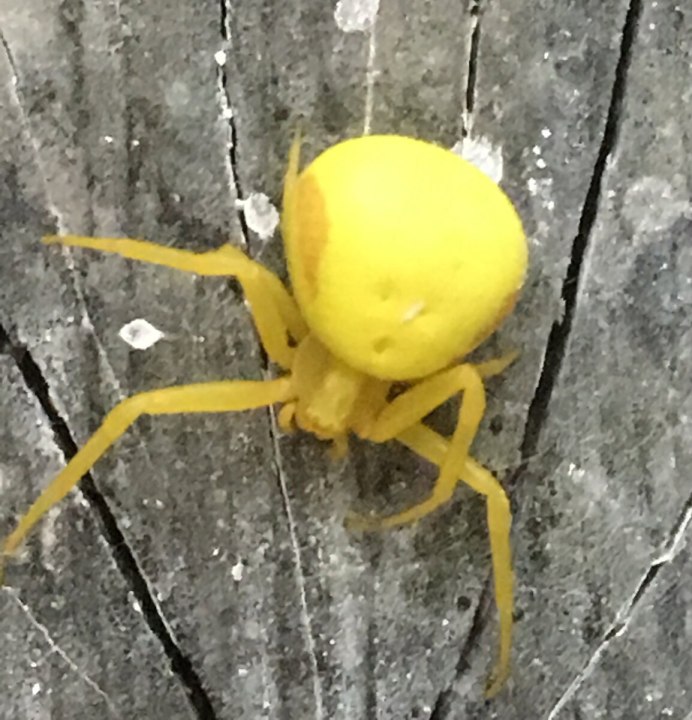 Cheiracanthium mildei