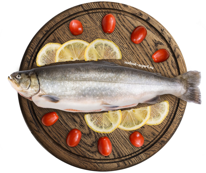 Арктический голец Salvelinus Alpinus