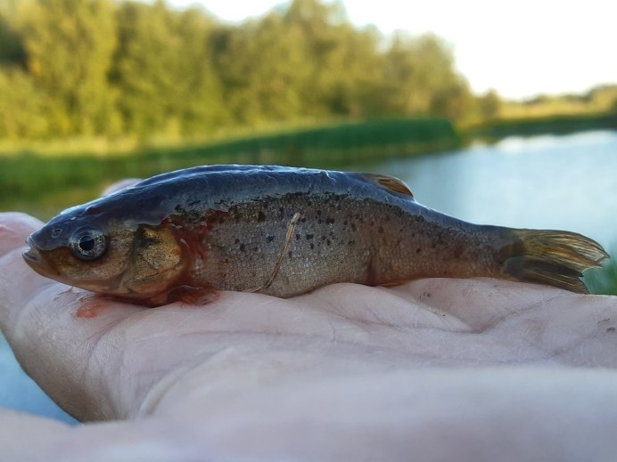 Сельдяной Король рыба