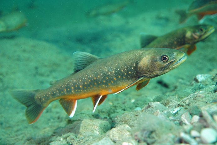 Salvelinus – гольцы
