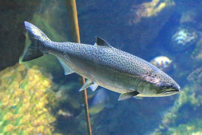 Арктический голец Salvelinus Alpinus