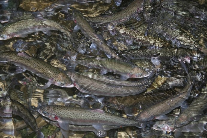 Арктический голец Salvelinus Alpinus