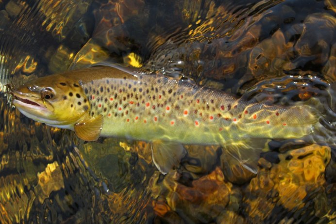 Grayling Fish