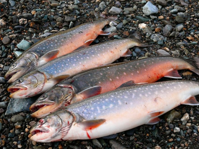 Арктический голец Salvelinus Alpinus