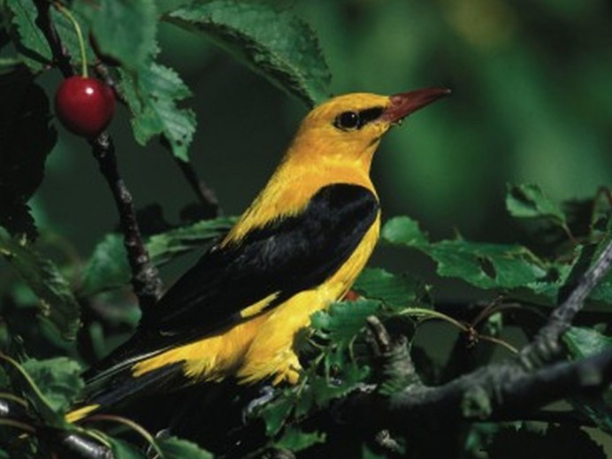 Малиновогрудая Иволга