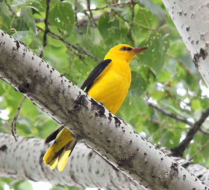 Африканская золотистая Иволга