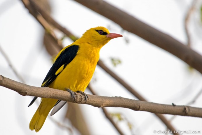 Обыкновенная Иволга