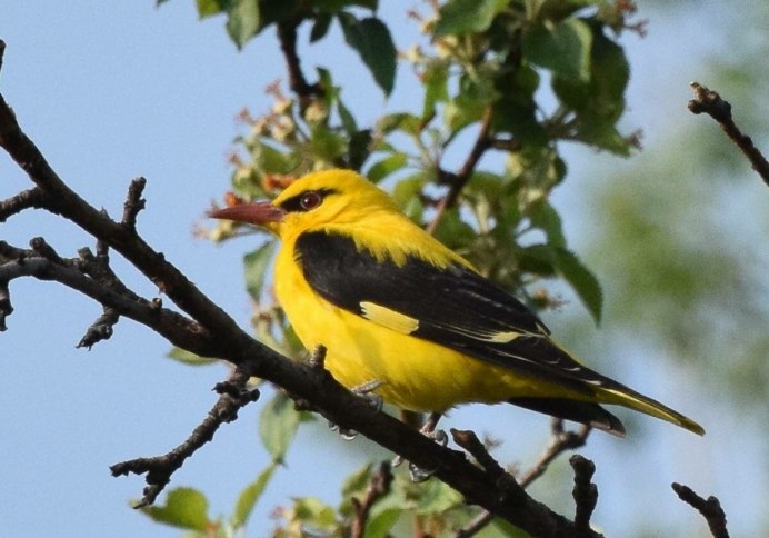 Иволга кустарник