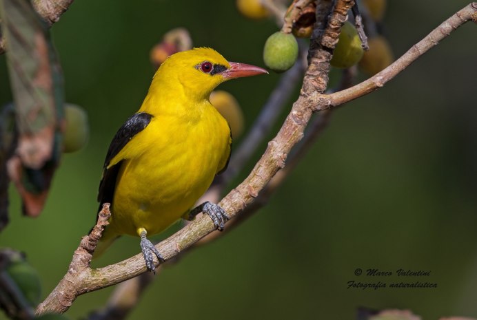 Обыкновенная Иволга гнездо