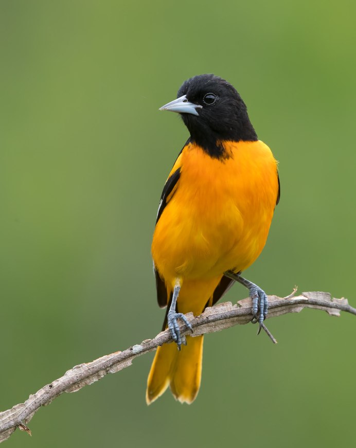 Балтиморская Иволга