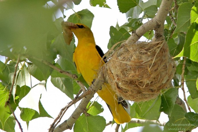Обыкновенная Иволга