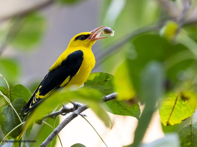 Большеклювая Иволга