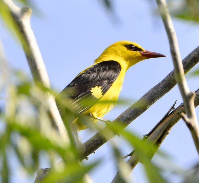 Малиновогрудая Иволга