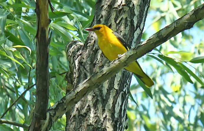 Африканская золотистая Иволга