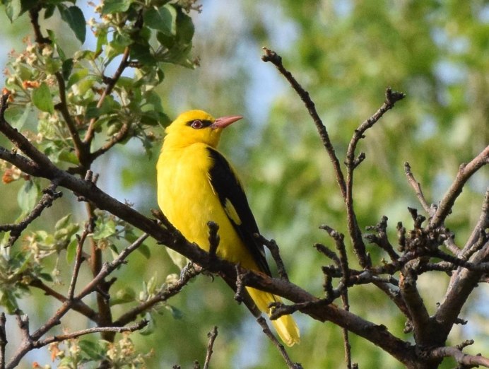 Иволга монашенка