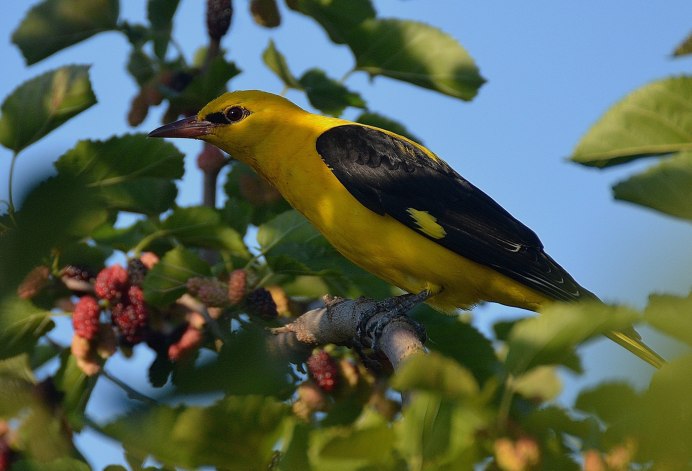 Фото птица Иволга Саратовская область 2022 год