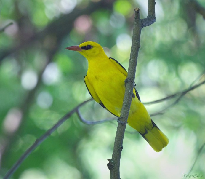 Африканская желтая Иволга