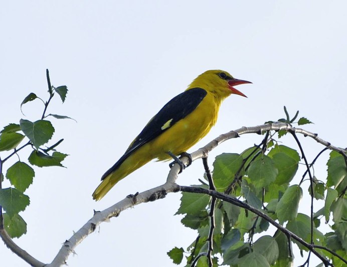 Китайская Иволга