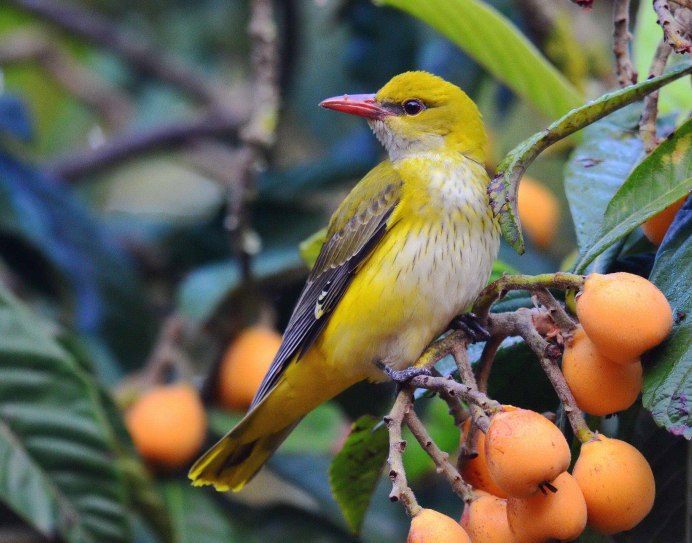 Малиновогрудая Иволга