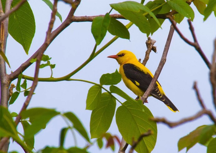 Иволга птица