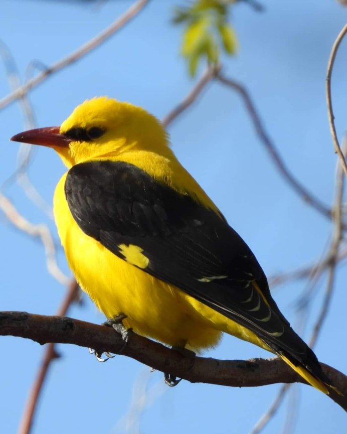 Северная Иволга