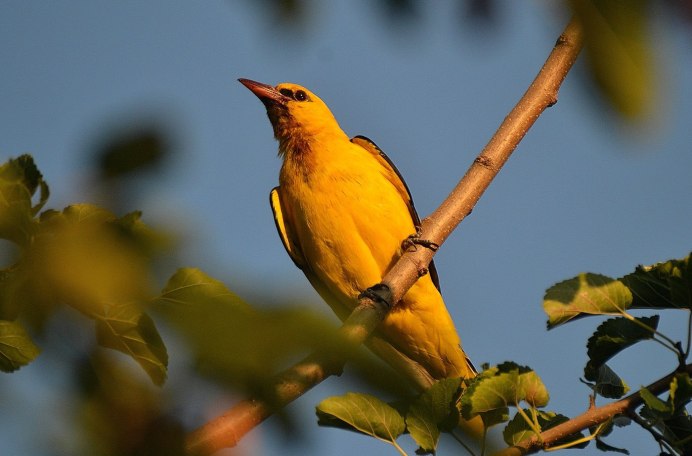 Prothonotary Warbler