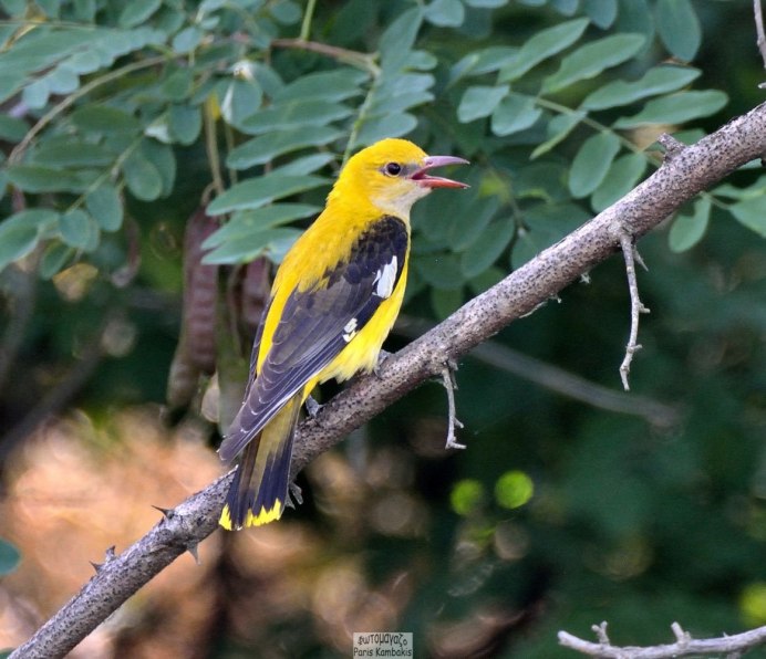 Малиновогрудая Иволга