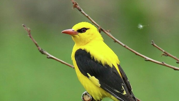 Иволга - Oriolus Oriolus