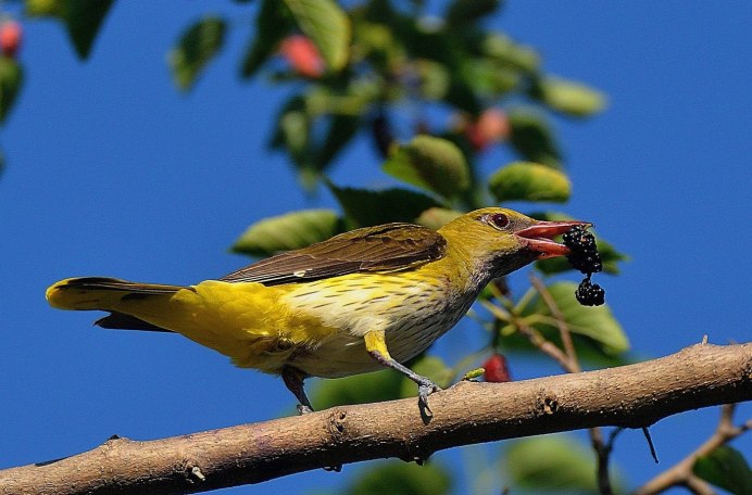 Обыкновенная Иволга