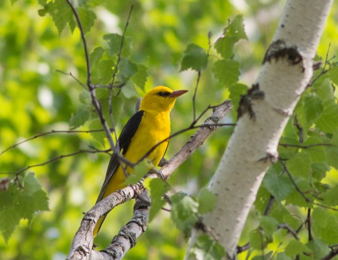Иволга в природе