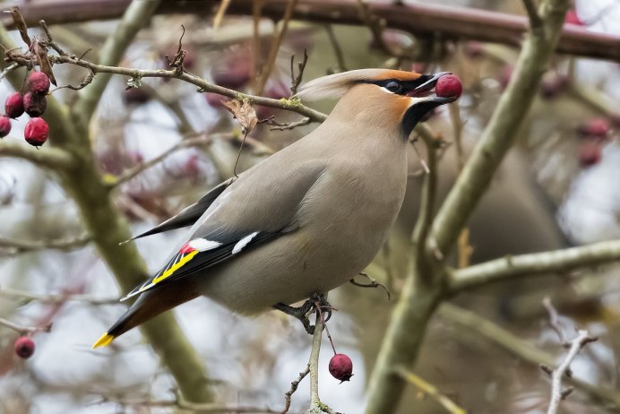 Свиристель обыкновенный (Bombycilla garrulus)
