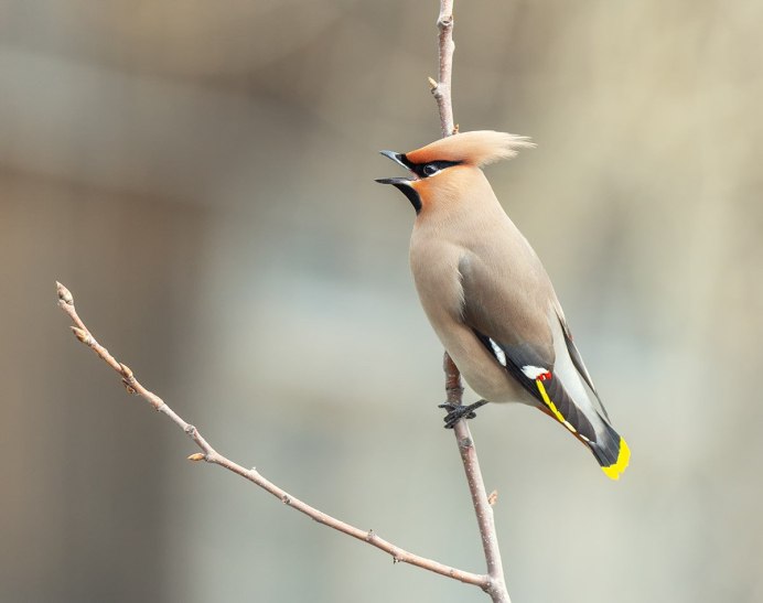 Свиристель (Bombycilla garrulus)