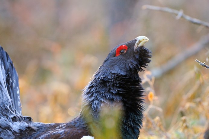 Глухарь (Tetrao urogallus)