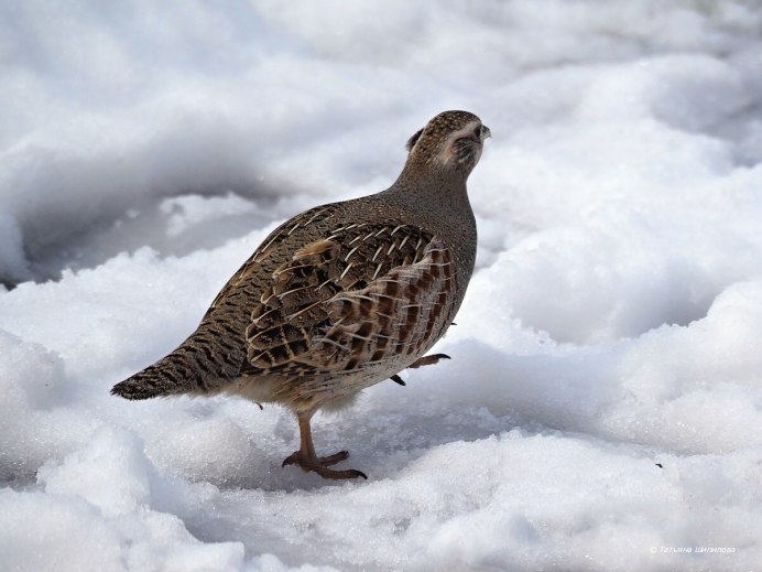 Серая куропатка зимой
