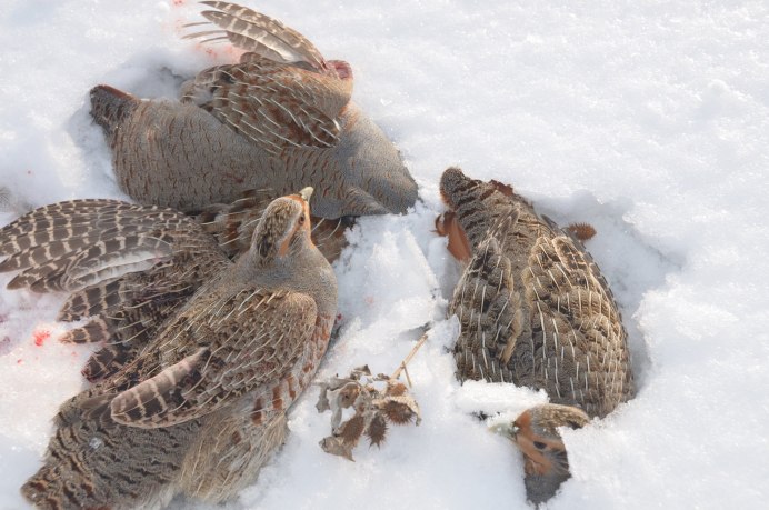 Куропатка в Карелии