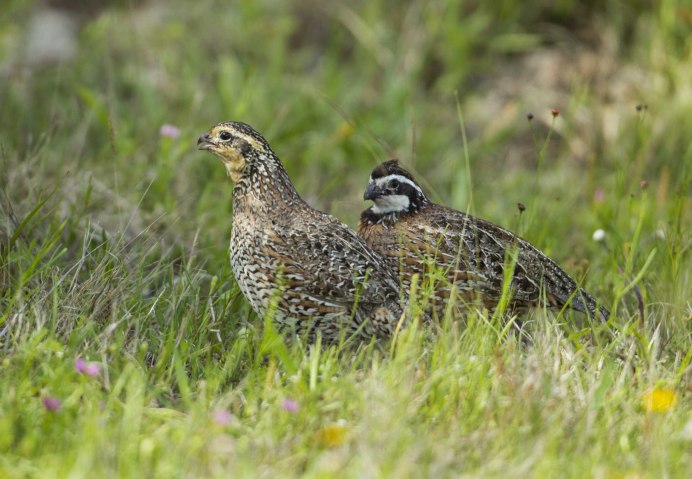 Птица перепелки перепелки