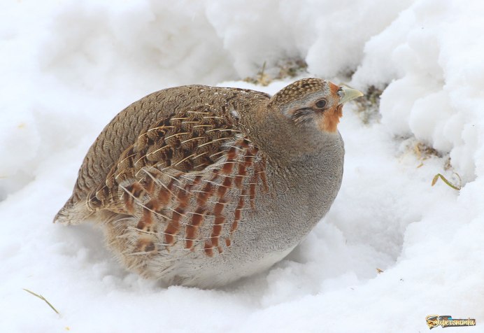 Серая куропатка (Perdix Perdix)