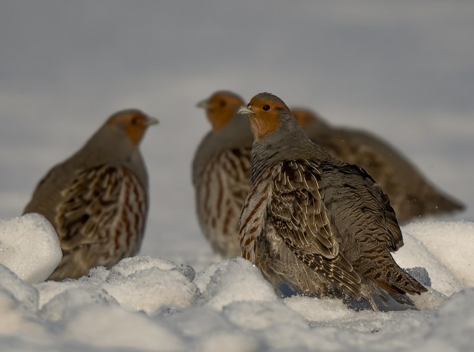Красногрудая кустарниковая куропатка