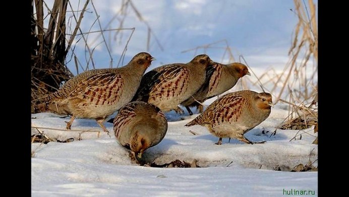 Серая куропатка зимой