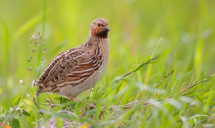 Птица похожая на перепелку Дикая