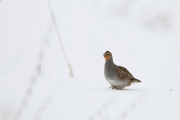 Серая куропатка (Perdix Perdix)