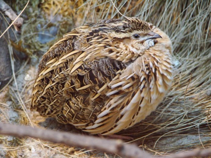 Белая и серая куропатка
