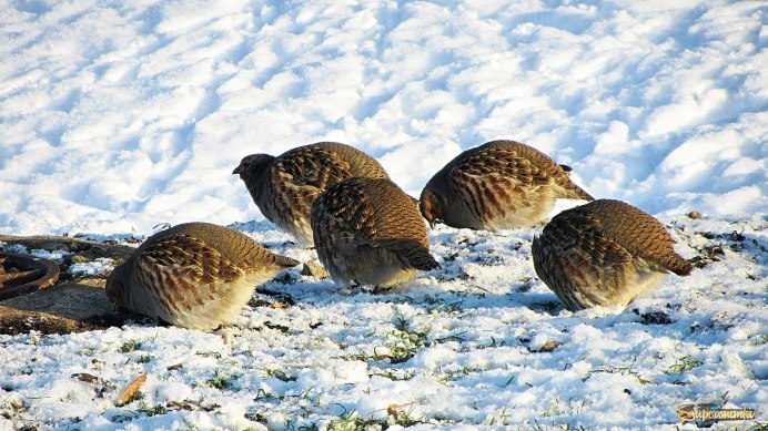 Перепел-Арлекин / Coturnix delegorguei