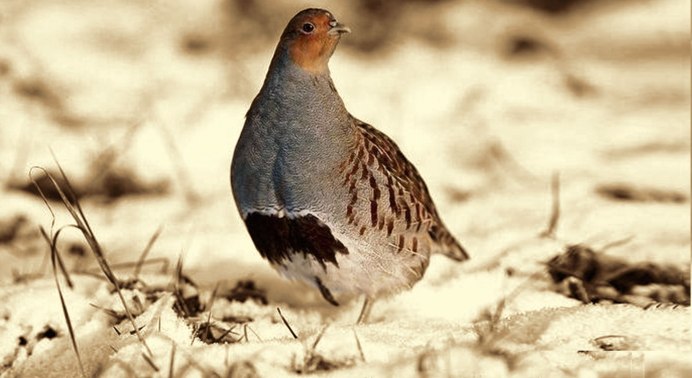 Куропатка и перепел