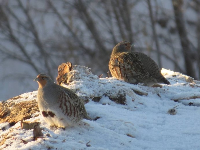 Серая куропатка (Perdix Perdix)