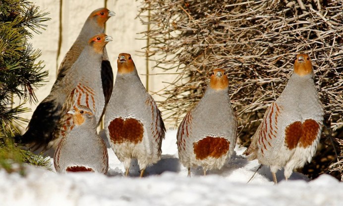 Куропатка и перепел